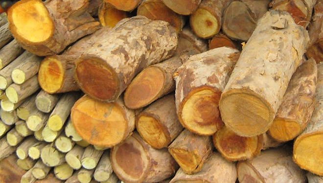Tac dung cua cay mat gau (3)